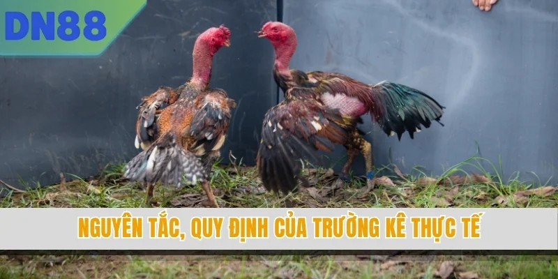 Nguyên tắc, quy định của trường kê thực tế