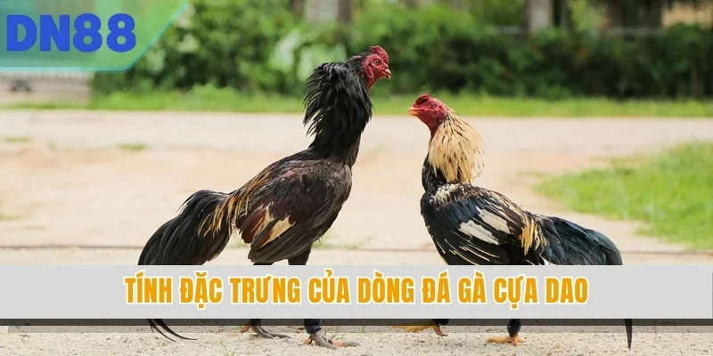 Tính đặc trưng của dòng đá gà cựa dao